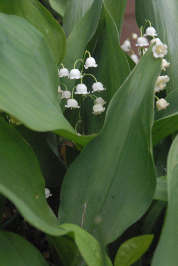 Lily of the Valley