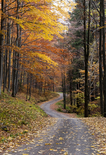 autumn road